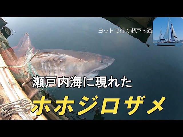 瀬戸内海に現れたホホジロザメ