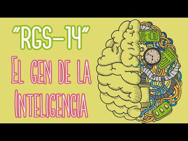 "RGS-14" ¿Limita la Inteligencia? *EXPLICACIÓN*