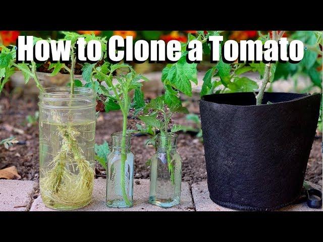 How to Clone a Tomato from a Cutting - Free Plants!
