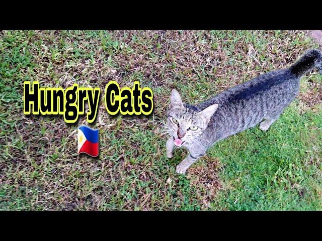 Stray cats and their daily meals| Feeding the cats in the Philippines |CatsLifePH