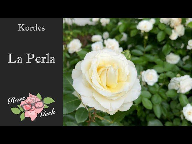 La Perla/ Cream colored rose/ Kordes Healthy in Zone 8a/ KORpenparo