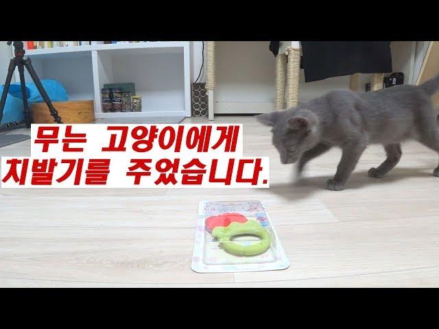 무는 고양이에게 치발기를 주었습니다(I gave a teeth tots to my biting cat)