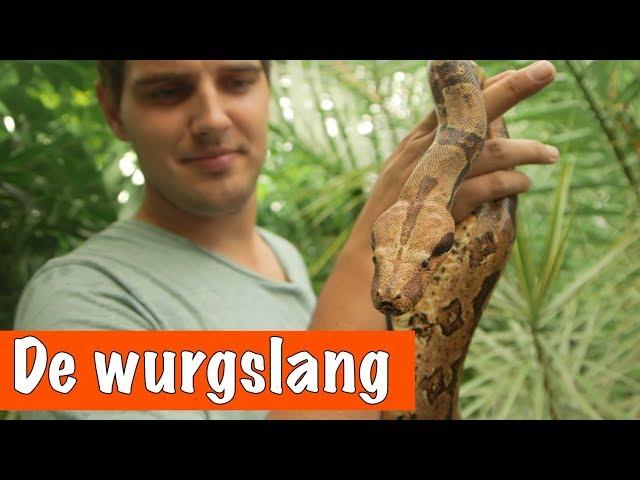 De wurgslang (Boa constrictor) | DierenpraatTV