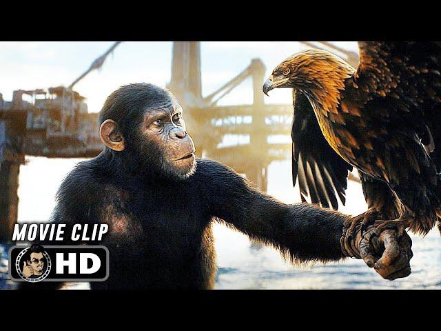 Eagle Hunt Scene | KINGDOM OF THE PLANET OF THE APES (2024) Movie CLIP HD