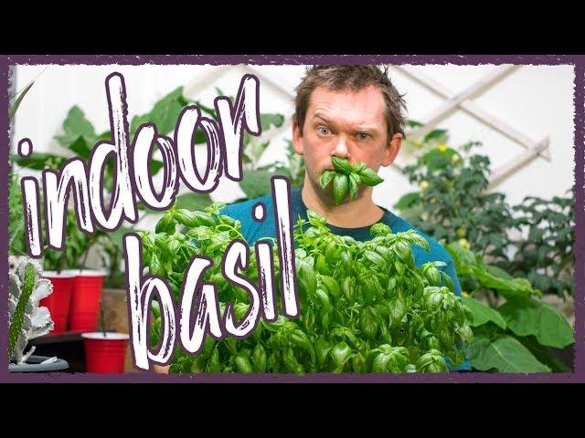 Grow Perfect Basil indoors!