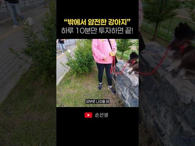 하루 10분으로 밖에서 얌전한 강아지 만들기
