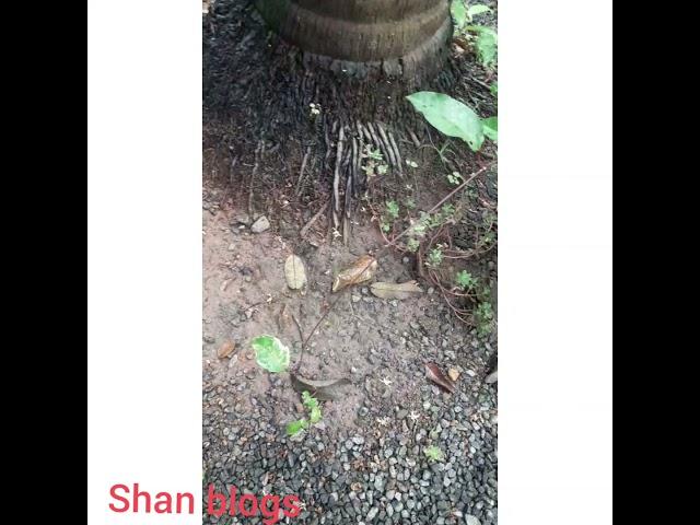 My house garden/Shan Blogs