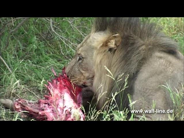 Botswana Deception Valley Lodge Kalahari Desert