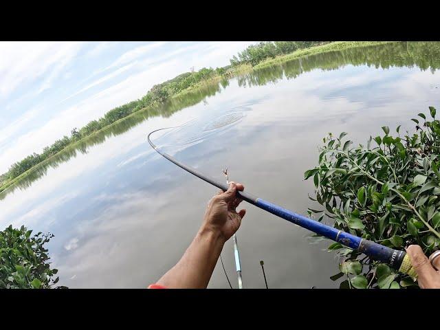 Fishing | Câu Đài | Tập 186 | Câu Bán thiên Nhiên , Cá Quá Cá | Nghiện Câu TV