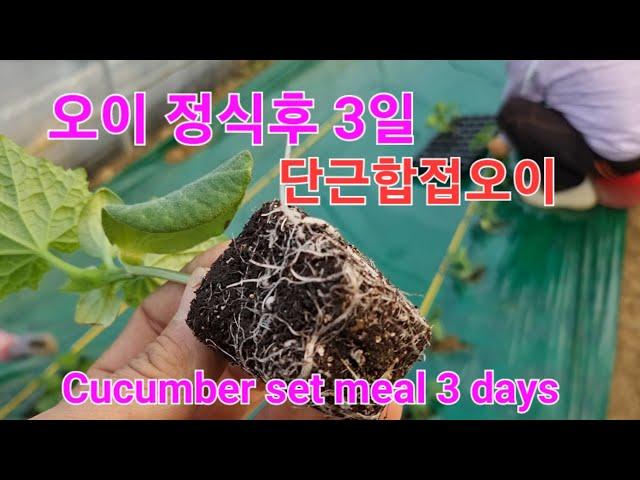 오이잘키우기#Growing Cucumbers#오이정식3일#오이#농사유튜브