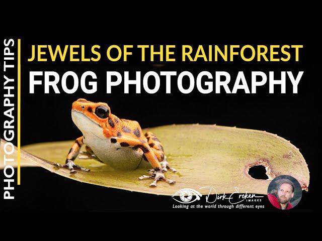 Jewels of the rain forest - frog photography