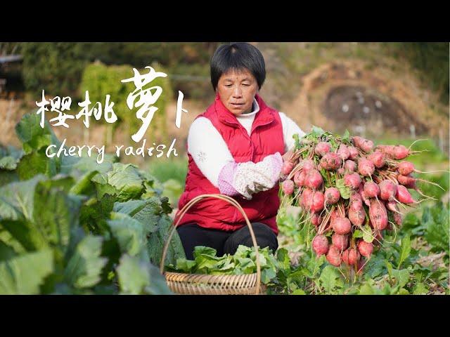 又红又美樱桃小萝卜，慢炖蒸煮泡制凉拌，脆嫩鲜美可甜可咸|Cherry Radish【闽湖阿嬷Fujian Grandma】