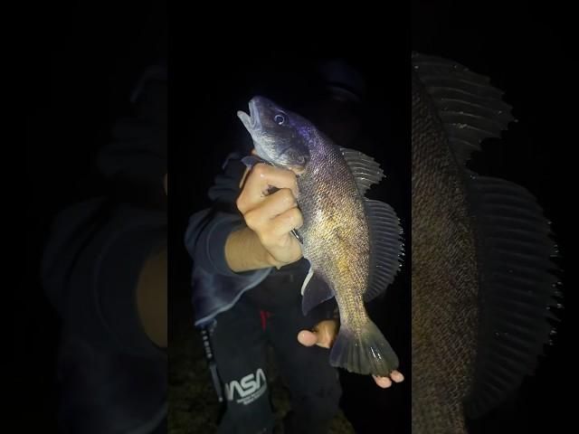 Ночной хищник. Черноморский горбыль. #croaker #горбыль #рыбалка #fishing