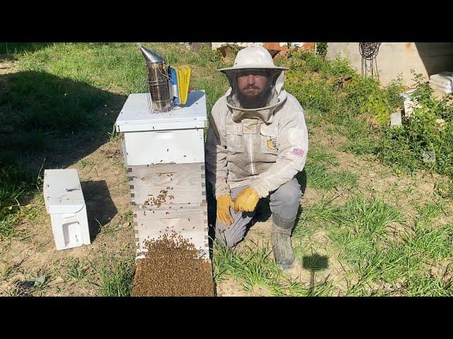 Building a Beekeeping Business from 6 Hives