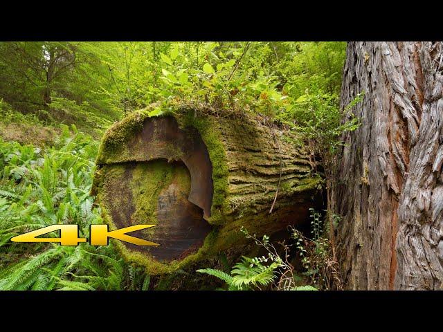 Redwood National Park James irvine trail 4K 