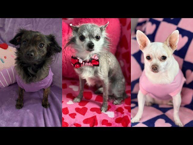 A Week In The Life Of 3 Chihuahuas | Dog Vlog | Zoomies, Playing In Snow, Treat Taste Test, & MORE!