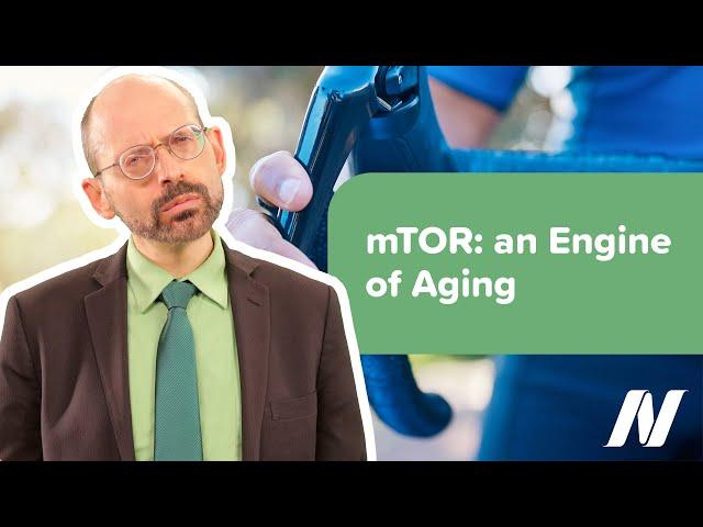 The Enzyme mTOR as an Engine of Aging