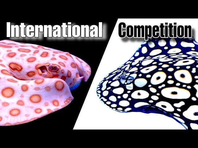 BIGGEST FISH COMPETITION IN THE WORLD - STINGRAYS