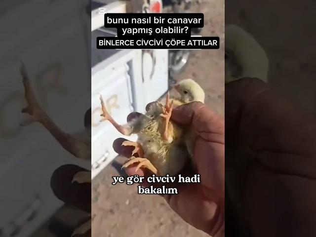 Kağıt toplamaya gelen adam çöplükte binlerce civciv ile karşılaşıyor