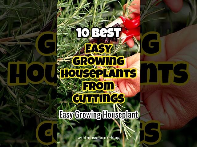 Easy growing houseplants from cuttings / plants that grow from cuttings #indoorplants #propagation