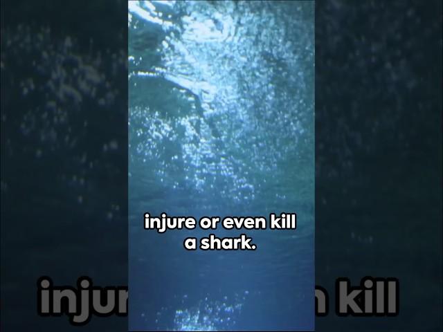 Why are Sharks  afraid of  cute  looking  dolphins ? #didyouknow #ocean #shorts