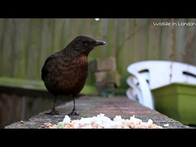 Female Blackbird calling