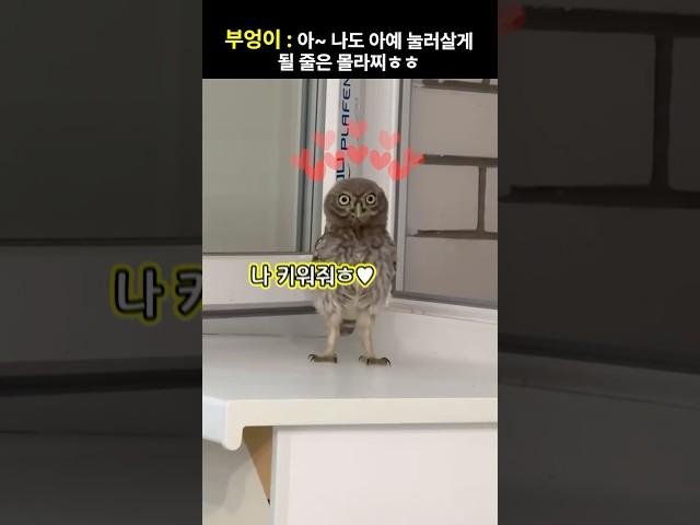 부엉이 : 아~ 나도 아예 눌러살게 될 줄은 몰라찌ㅎㅎ