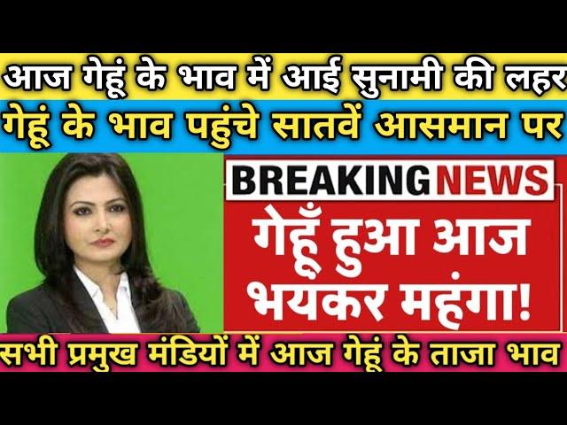 आज गेहूं के भाव में आई भयंकर तेजी । आज का गेहूं का भाव ।‌ gehun Mandi Bhav today । गेहूं मंडी भाव ।