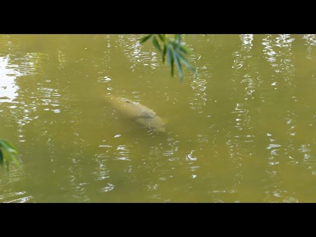 Camera Fishing 2021 - Huge carp Pike and more