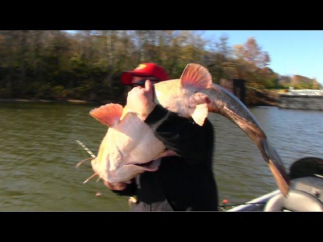 Flathead Catfishing Tips: Barge hopping for Flathead Catfish