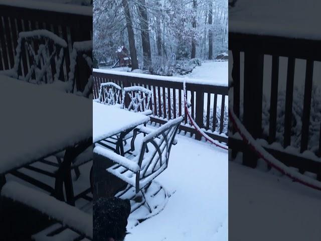 When Snow Touches Me! EJW science research. nature, pet, dog,