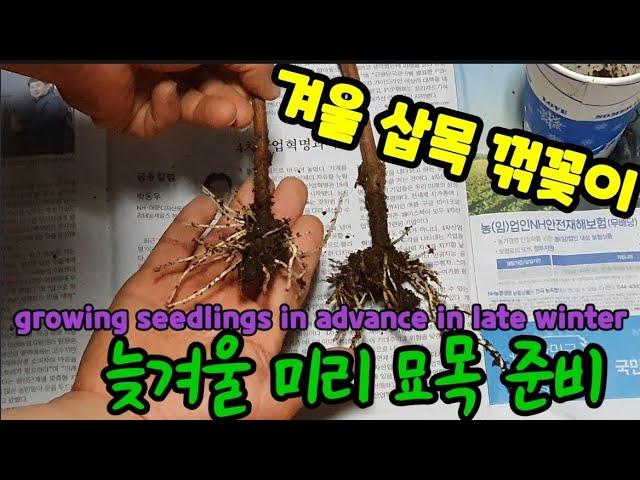 봄 오기 전에 늦겨울철 집안에서 묘목 준비해보자 홈가든 growing seedlings in advance in late winter