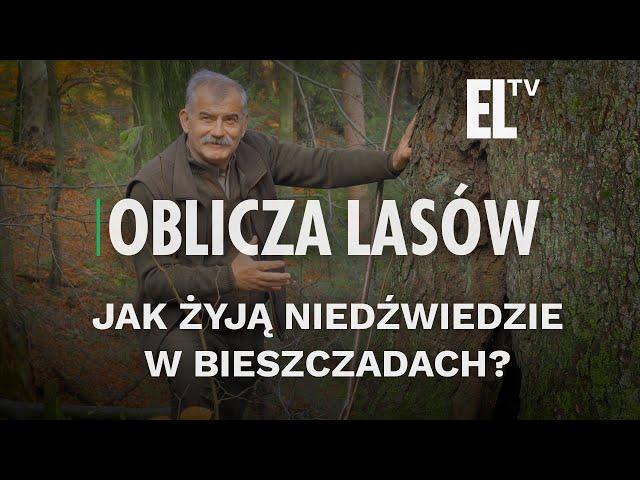 Jak żyją niedźwiedzie w Bieszczadach? | OBLICZA LASÓW #144