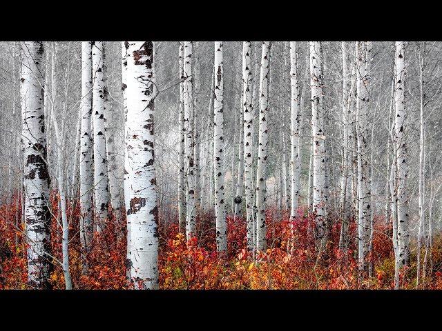 Aspen Tree Shoot in Leavenworth with a dead camera battery | Landscape Photography