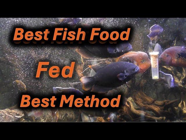 Best Fish fFood, Fed the Best Way- Dont miss this Video!  Part 1.