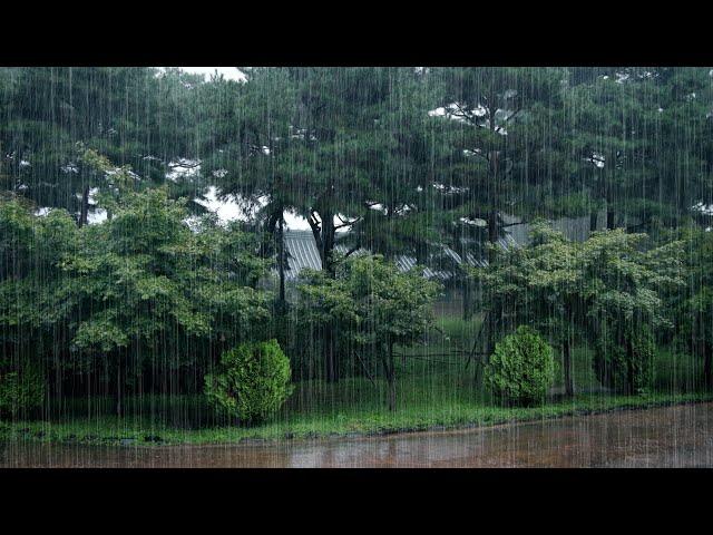 Rain in the Urban Forest: Refreshing Sounds of Nature ASMR