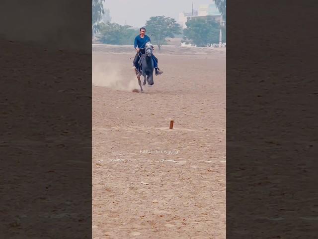 Horse Riding || neza bazi || Pakistan Tent pegging || #shorts