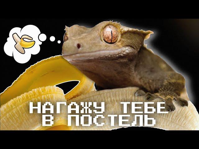 5 ПРИЧИН НЕ ЗАВОДИТЬ РЕСНИТЧАТОГО БАНАНОЕДА | ЧЕМ ОН ПЛОХ?