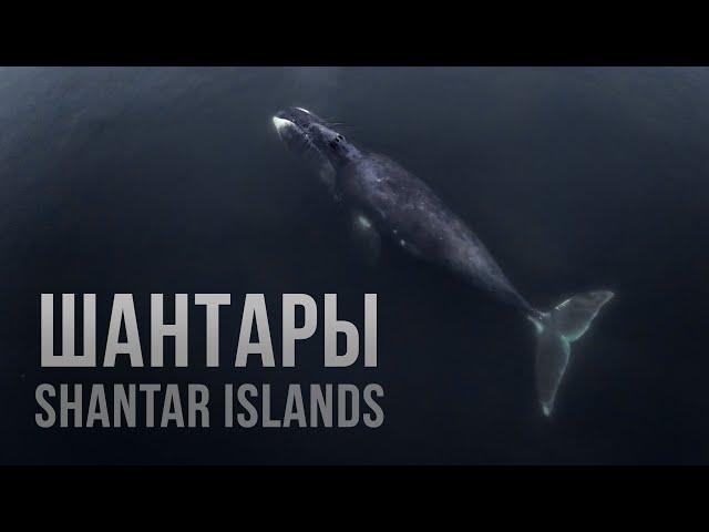 Shantar Islands. Whalewatching sank my drone