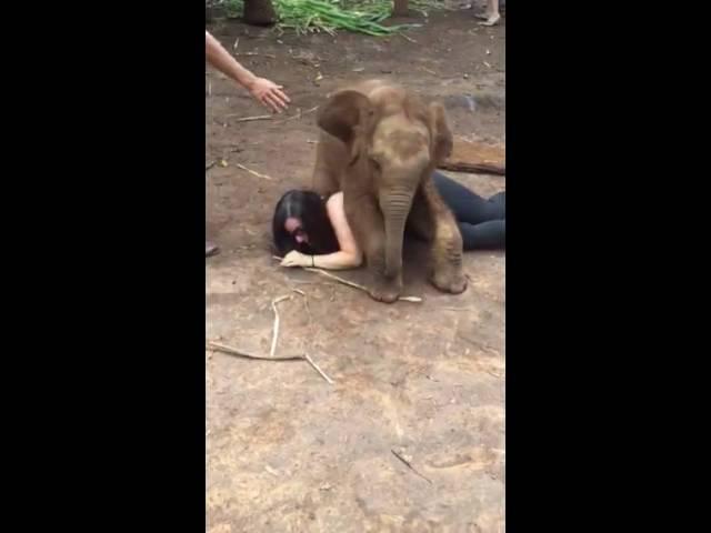 Baby elephant sat on me! Patara Elephant Farm. Thailand.