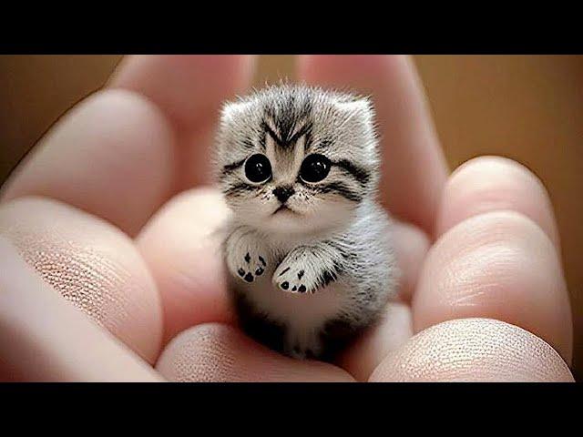 Funny animals - Funny cats and dogs - Funny animal videos 2023