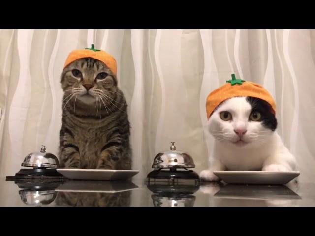 Cats wearing Satsuma Mandarin hats ring bells