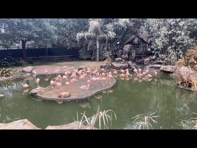 February 24 - Flamingo Flock