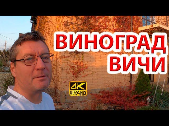 Девичий виноград Вичи (триостренный) разрушает дома? Мифы и реальность.