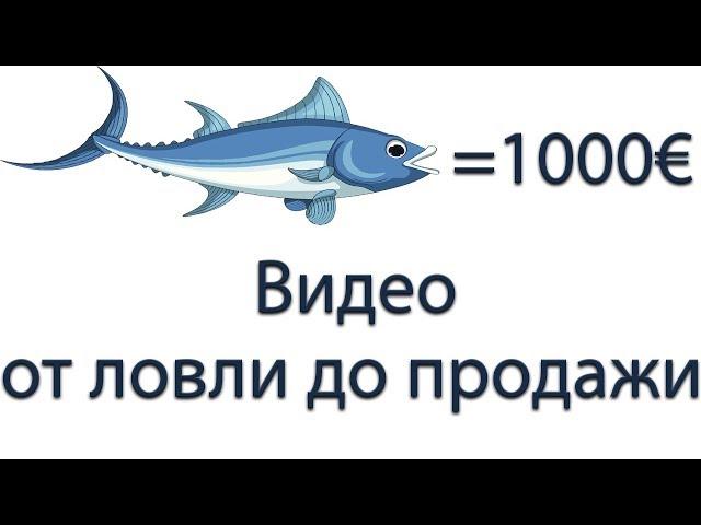 Как испанцы ловят огромных тунцов без удочки?