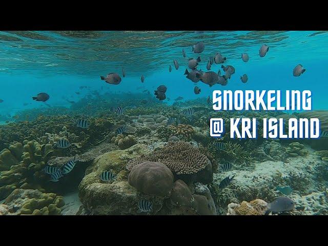 Snorkeling at Kri Island Papua Indonesia| Raja Ampat| healthy coral reefs in Kri Island