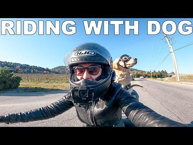 Our First Motorcycle Ride with Large Dog | Golden Retriever on Harley Davidson