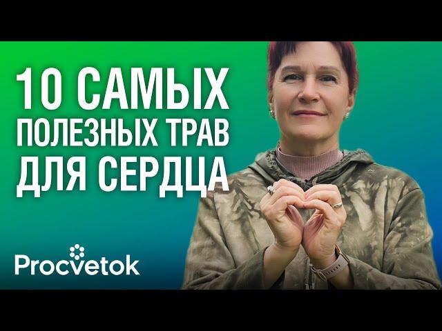 УКРЕПЯТ СЕРДЦЕ И СОСУДЫ! Какие травы сохранят здоровье сердечно-сосудистой системы?