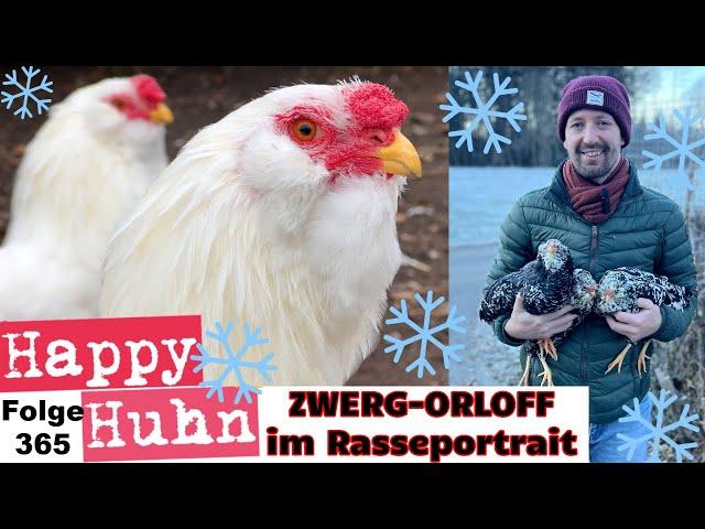 The perfect chicken breed for winter? Orloff chickens and Orloff bantams with ENGLISH subtitle