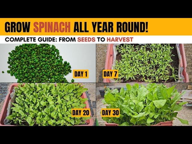 How to Grow Spinach at Home ALL Year Round | COMPLETE Guide of Spinach Growing from Seeds to Harvest